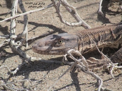 Varanus griseus caspius