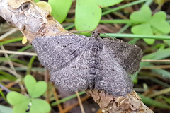 Rhoptria asperaria
