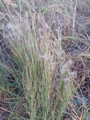 Schizachyrium microstachyum