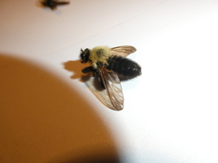 Laphria thoracica
