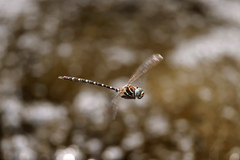 Austroaeschna cooloola