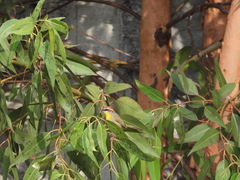 Basileuterus rufifrons