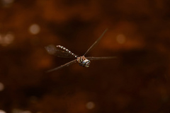 Austroaeschna cooloola