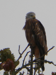 Milvus milvus milvus