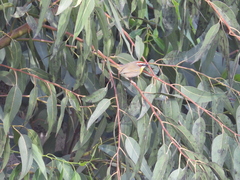 Basileuterus rufifrons