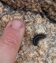 Euphydryas chalcedona