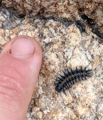 Euphydryas chalcedona