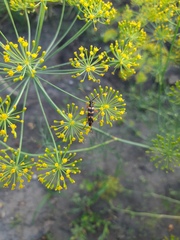 Strangalia attenuata