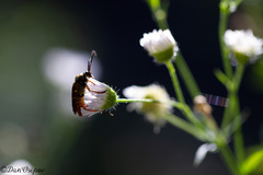 Typocerus velutinus