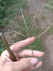 Dichanthium annulatum annulatum