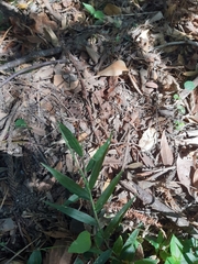 Ottochloa gracillima