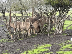 Tragelaphus
