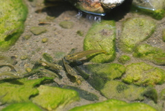 Poecilia reticulata