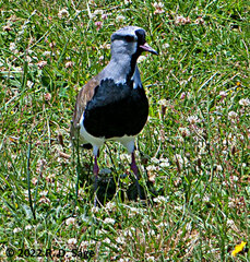 Vanellus chilensis