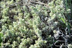 Teucrium gnaphalodes