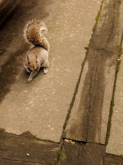 Sciurus carolinensis