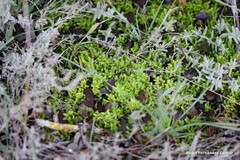 Teucrium gnaphalodes