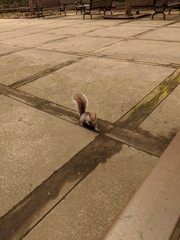 Sciurus carolinensis