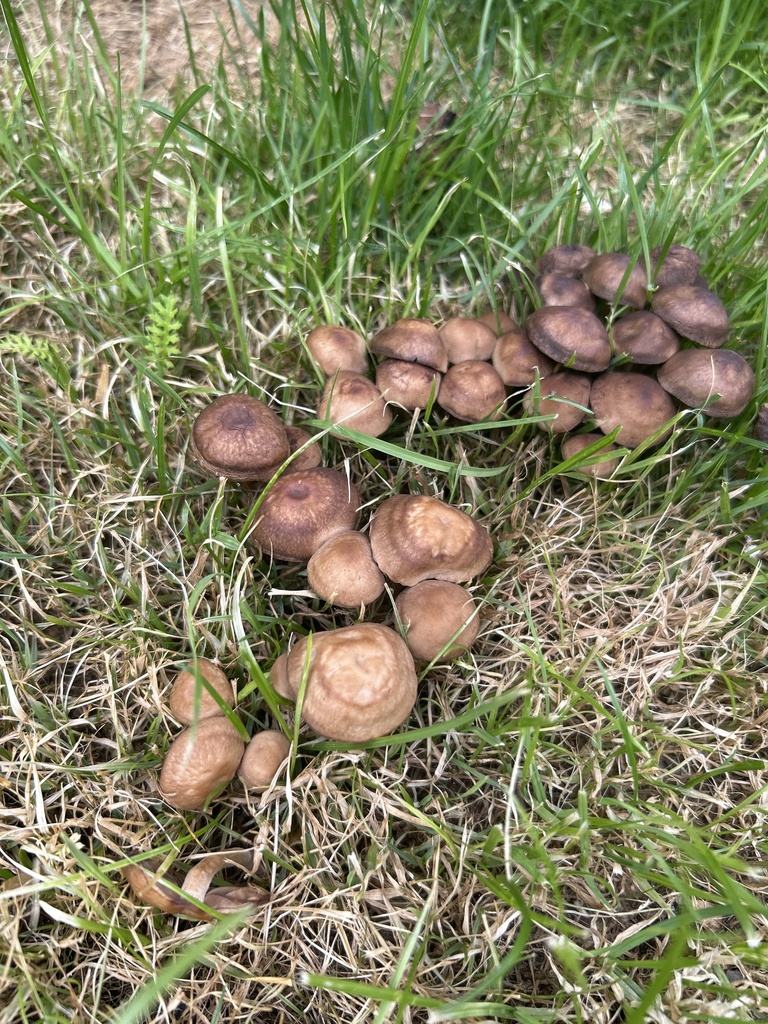 Common Gilled Mushrooms and Allies from Te Waipounamu/South Island