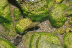 Poecilia reticulata