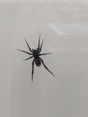 Nyssus