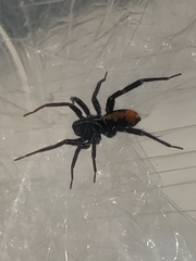 Nyssus