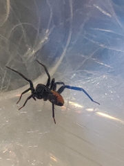 Nyssus