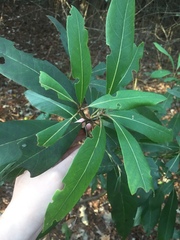 Persea borbonia
