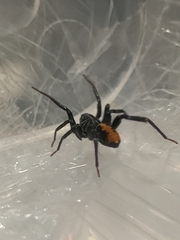 Nyssus