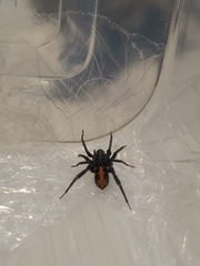 Nyssus