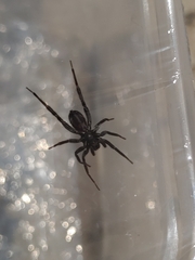 Nyssus