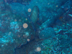 Cephalopholis cyanostigma
