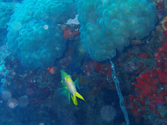 Cephalopholis cyanostigma