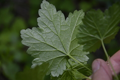 Ribes spicatum