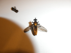 Laphria sericea