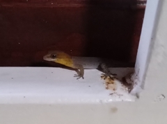 Gonatodes antillensis