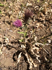 Cirsium andersonii