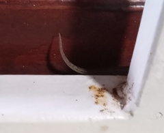 Gonatodes antillensis