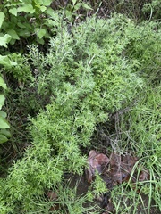 Eriophyllum confertiflorum