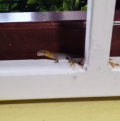 Gonatodes antillensis