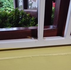 Gonatodes antillensis