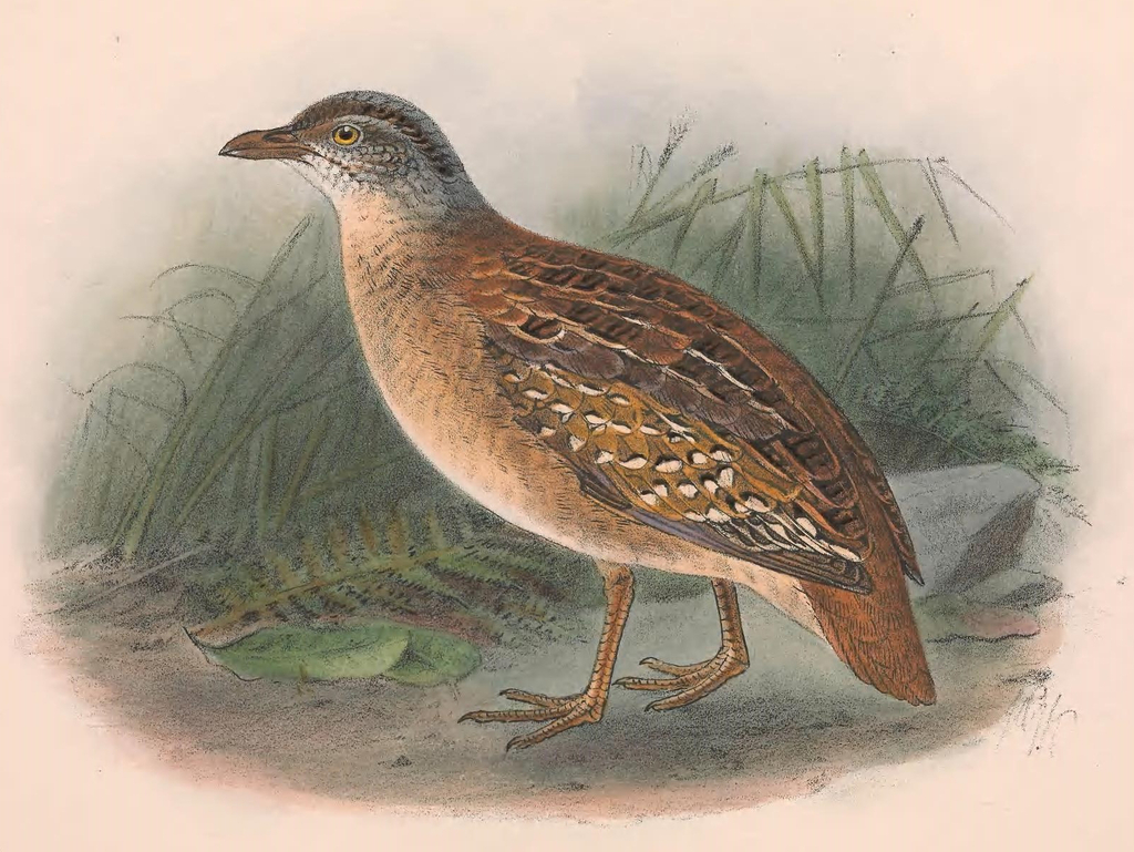 Buff-breasted Buttonquail photo