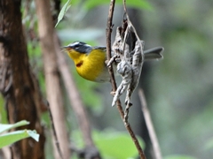 Oreothlypis superciliosa