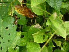Phalaenophana pyramusalis