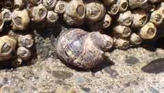Austrolittorina cincta