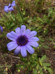 Felicia heterophylla
