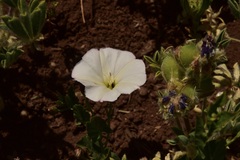Convolvulus demissus
