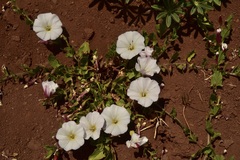 Convolvulus demissus