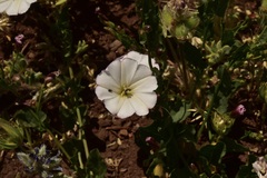 Convolvulus demissus