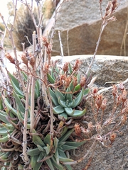 Dudleya saxosa
